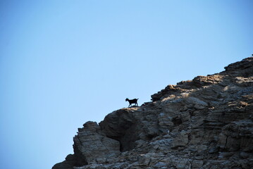 Goat that has climbed the mountain