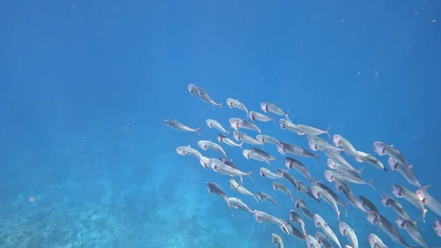 Swimming school of fish close to the coral reef, shot was taken at Egypt Marsa Alam