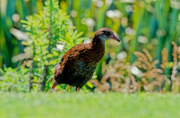Gallirallus australis