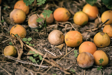 Rotten mandarins on dry grass