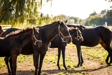 Herd of horses on pasture. Mare with foal standing at paddock. Thoroughbred horse in animal farm