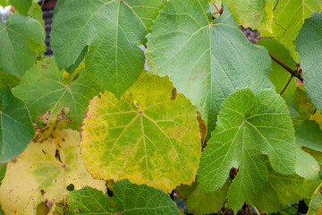 grapes, grape leaves, garden flowers, background, texture, place for text