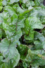 beetroot, beet leaves, garden vegetables, background, texture, place for text