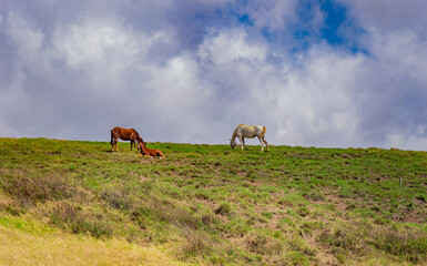 Naklejka na ściany i meble Horses eating on a hill with blue sky, family of horses resting on a hill with clouds and blue sky