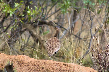 bird on the ground