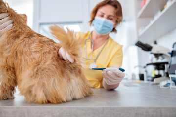 Veterinary doctor checking up pet in vet hospital