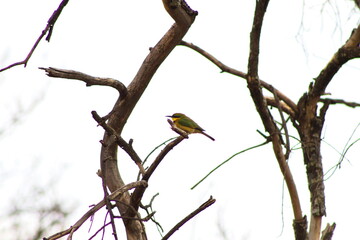 Bee-eater on a branch
