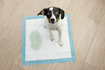 Portrait puppy dog sitting on a pee training pad with a spot looking up on wooden floor. - obrazy, fototapety, plakaty