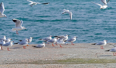 A beautiful white seagulls stands on a wall