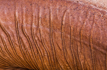 The body of a nanny shark close-up. The skin of a red shark.