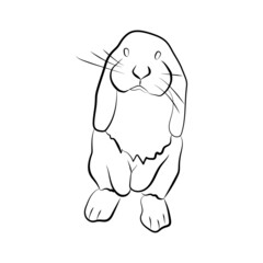 Graphic illustration cute bunny