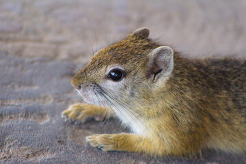 Squirrel close up