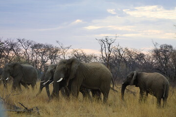 Naklejka premium elephants in the savannah