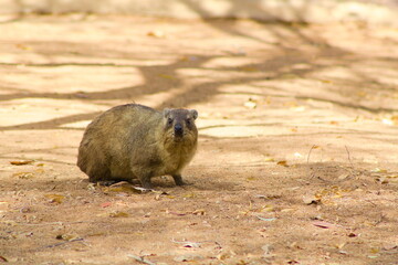 Rock hyrax on the ground
