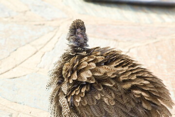 Feathers
