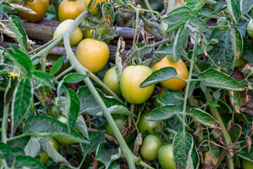 Organic fresh raw tomatoes growing inside of an agricultural farm