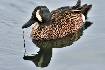 Männliche Blauflügelente (Spatula discors) auf dem Teich.