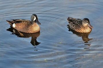Ein Paar Blauflügelenten (Spatula discors) auf einem Teich.