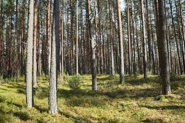 Pine forest in the Tver region on a sunny summer day