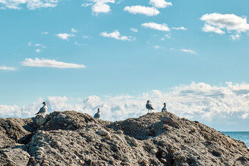Swarm of seagulls standing on the rock near pebble beach of Ionian sea. Flock of young gulls on the seaside. Beauty in nature.