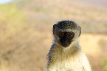 monkey portrait