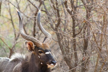 Nyala 