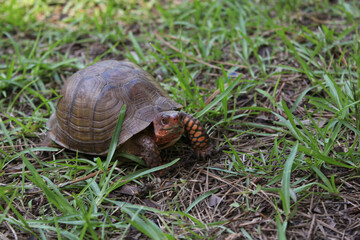 Box Turtle Roaming Through Yard in Eastern Texas