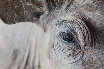 Eye of a warthog