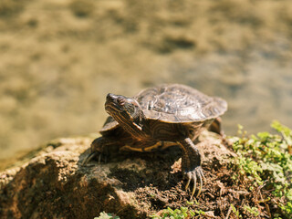 cute turtle in a lake