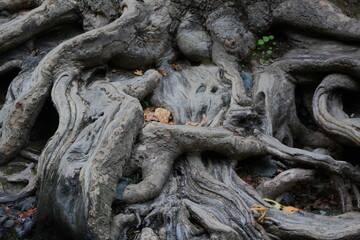 tree root backround