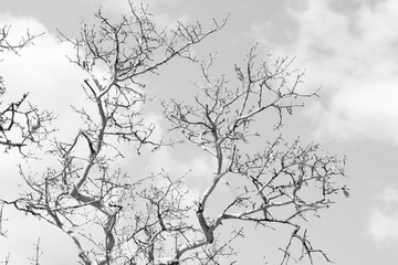 branches silhouette