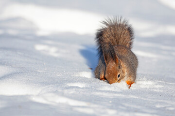 Squirrel collects nuts in the snow.