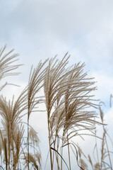 Obraz premium Pampas grass on the lake, reed layer, reed seeds. Golden reeds on the lake sway in the wind against the blue sky. Abstract natural background. 