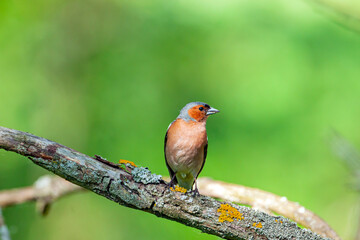 Common chaffinch-Songbird of the finch family.
