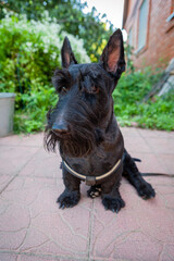 The Scottish Terrier , popularly called the Scottie, is a breed of dog