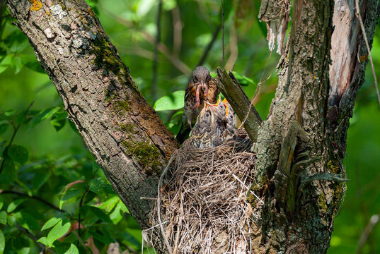 The mountain ash thrush feeds the chicks with worms.