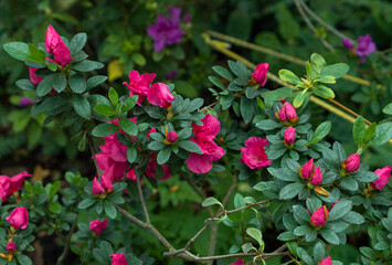Fototapeta premium pink flowers azalea in the garden
