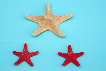star of the sea, seashells, seashells on the background, background, place for text
