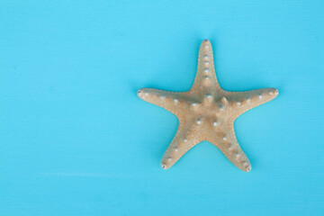 Fototapeta na wymiar star of the sea, seashells, seashells on the background, background, place for text