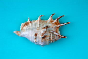 Fototapeta na wymiar seashells, seashells on the background, background, place for text