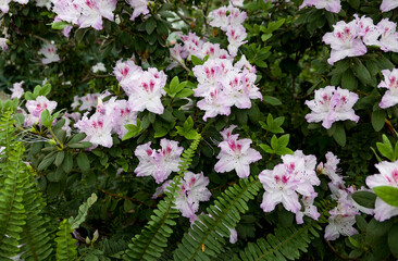 white and pink flowers azalea in the garden