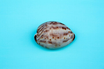 seashells, seashells on the background, background, place for text
