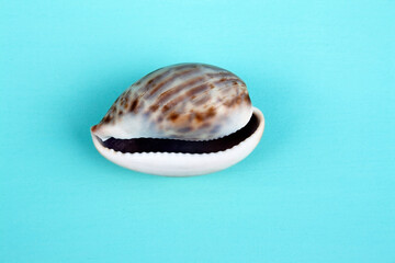 seashells, seashells on the background, background, place for text