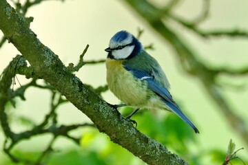 Eine Blaumeise (Cyanistes caeruleus) auf einem Zweig.