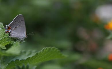 Obraz na płótnie Canvas Gray Hairstreak Butterfly - Strymon melinus on Lantana Leaf