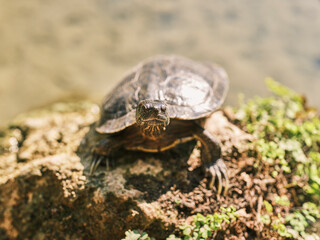 cute turtle in a lake