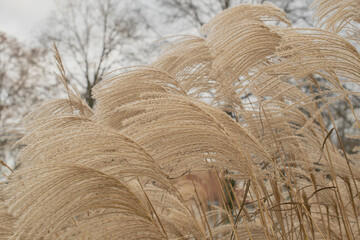 Pampas grass on the lake, reed layer, reed seeds. Golden reeds on the lake sway in the wind against the blue sky. Abstract natural background.	
