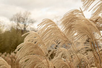 Pampas grass on the lake, reed layer, reed seeds. Golden reeds on the lake sway in the wind against the blue sky. Abstract natural background.	
