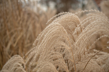 Pampas grass on the lake, reed layer, reed seeds. Golden reeds on the lake sway in the wind against the blue sky. Abstract natural background.	
