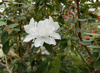 Obraz premium white azalea bush